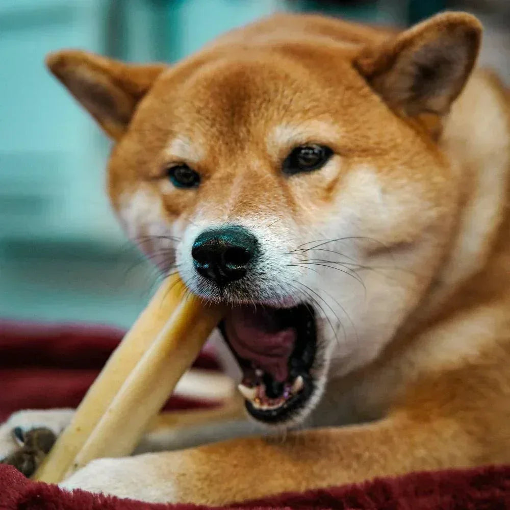 cheese bone pour chien