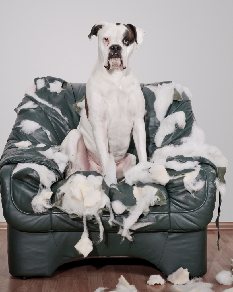 Chien de type boxer assit sur un fauteuil qu'il a détruit car il ne supporte pas la solitude (anxiété de séparation ou ennui)