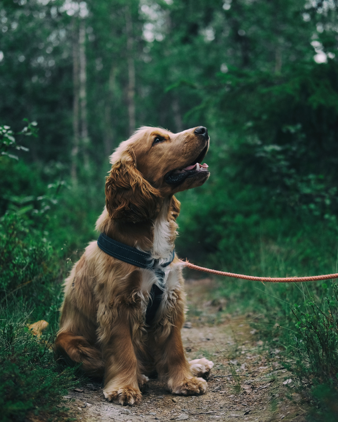 Jeune chien (cocker) en pleine séance d'éducation pour apprendre à ne pas manger les crottes en balade, travail du refus d'appât 