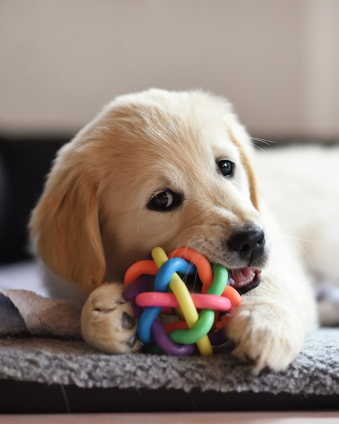 Chiot golden retriever qui mâchouille, mastique, mordille un jouet en plastique coloré