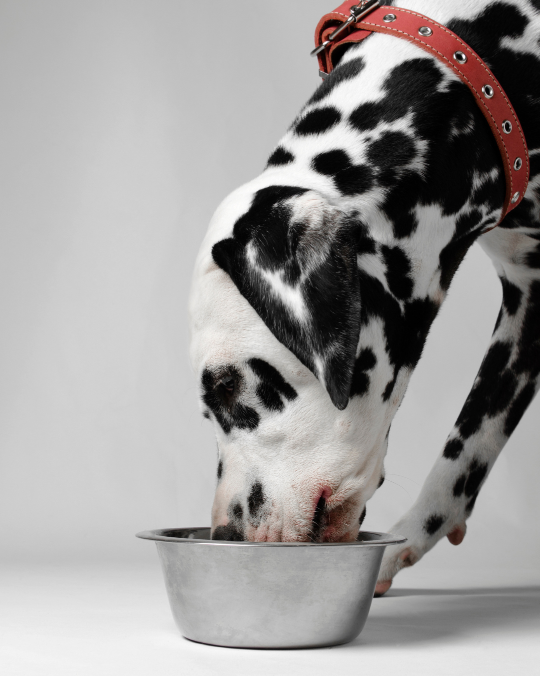 Chien (dalmatien) qui mange dans une gamelle : croquettes, ration ménagère ou BARF 