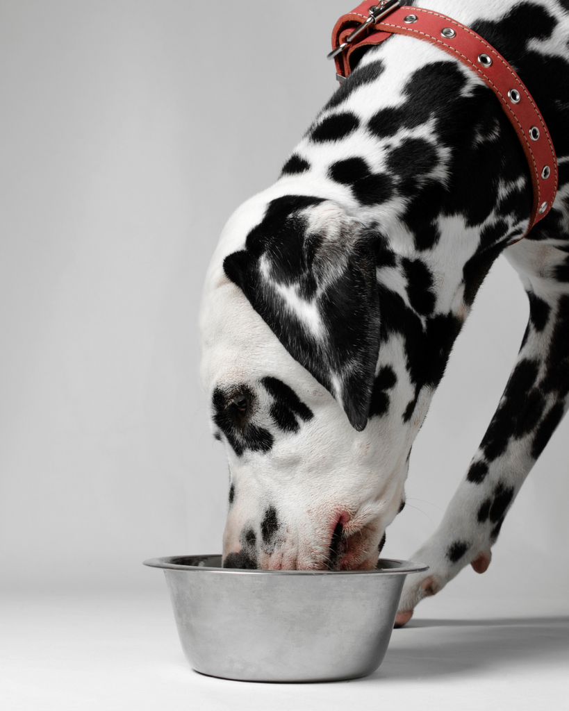 Chien (dalmatien) qui mange dans une gamelle : croquettes, ration ménagère ou BARF 