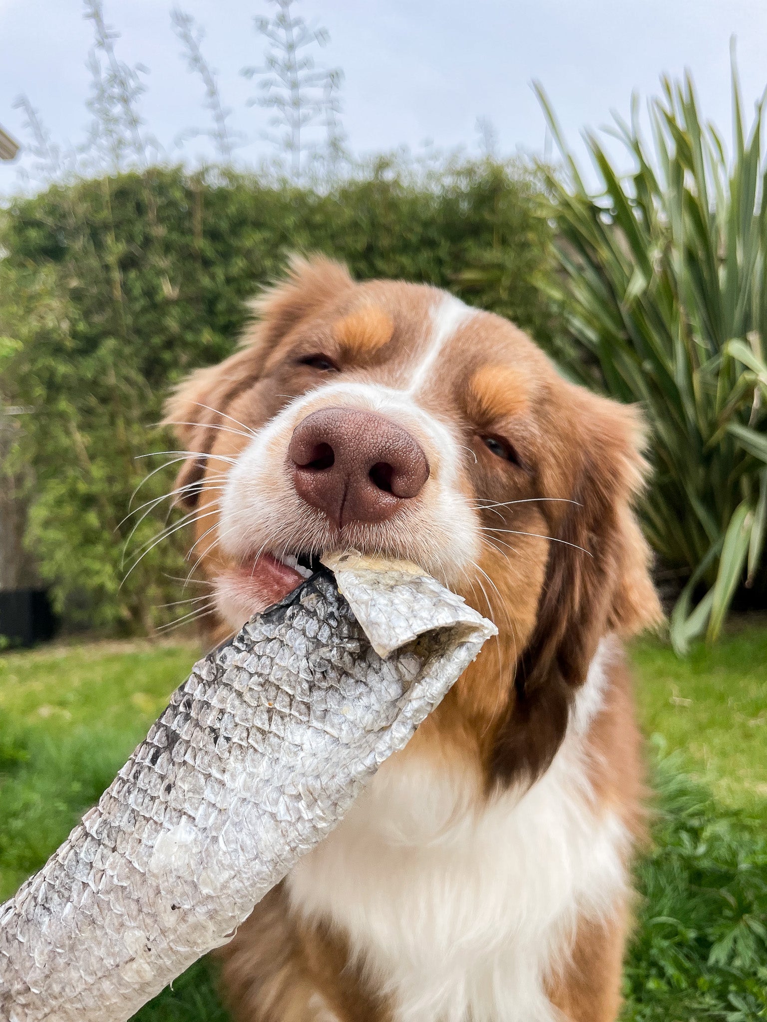 La mastication : un besoin essentiel pour le chien