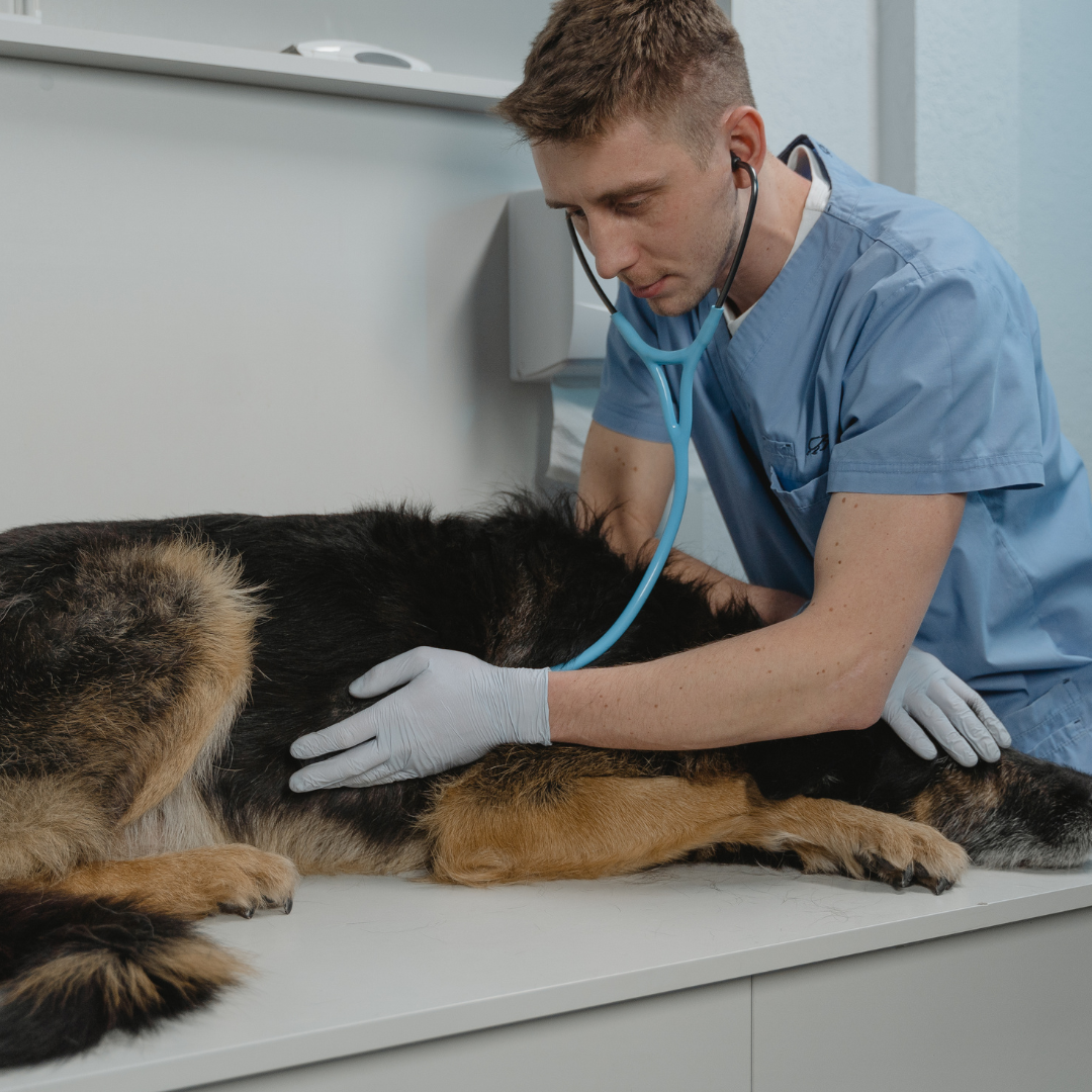 Le retournement d'estomac : un danger pour le chien