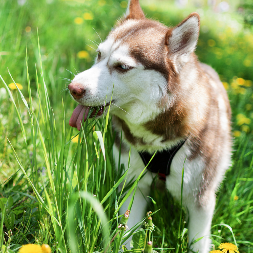 Pourquoi mon chien mange de l'herbe ?