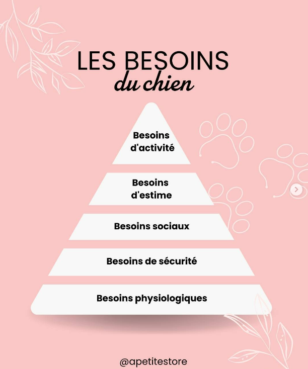 Les besoins fondamentaux du chien