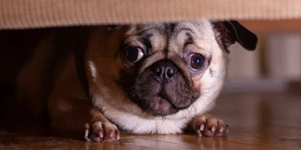 Mon chien a peur le 14 juillet : comment faire ?