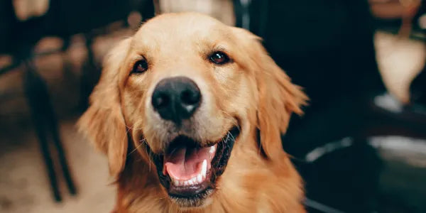 Les besoins fondamentaux du chien
