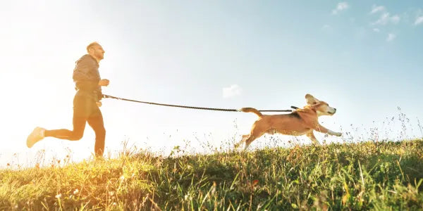 Canicross : comment débuter à courir avec son chien ?