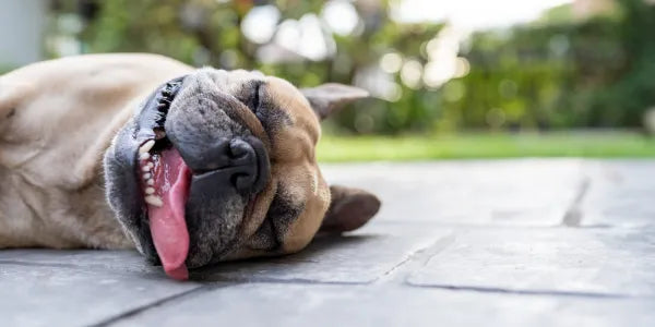 Canicule : attention aux dangers de la chaleur pour nos chiens 🌡️ !