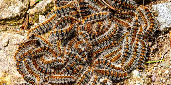 Chenille processionnaire chien : un danger grave à ne jamais sous-estimer Image