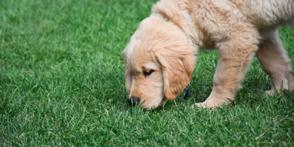 Pourquoi mon chien mange ses crottes ?