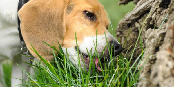 pourquoi mon chien mange de l'herbe