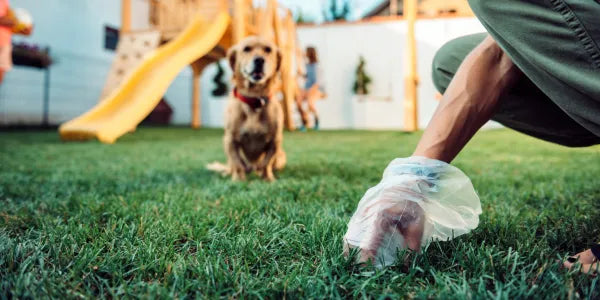 Mon chien a la diarrhée : que faire ?