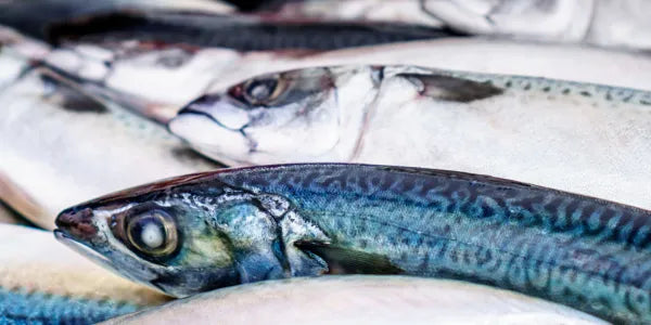 Les différents poissons dans l’alimentation du chien