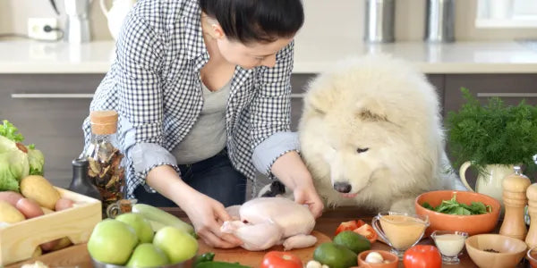 Recette friandise pour chien : 10 recettes maison simples, saines et ultra gourmandes !