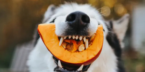 Halloween avec son animal : les 5 règles de sécurité pour passer une agréable soirée