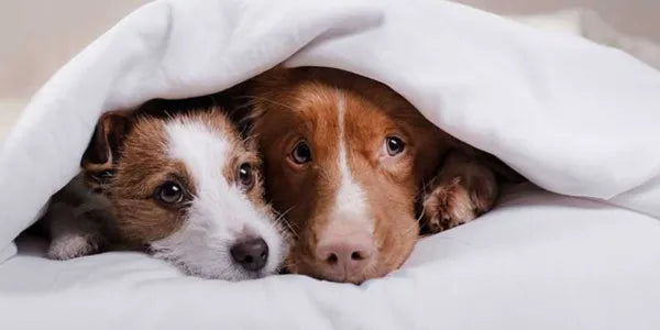 blog-mobile-feux-artifice-chien.webp blog-mobile-image-feux-artifice-chien.webp blog-web-feux-artifice-chien.webp