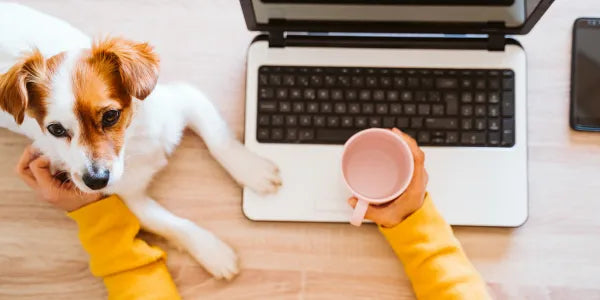 ICAD : l’identification de votre animal n’est pas une formalité, c’est une responsabilité