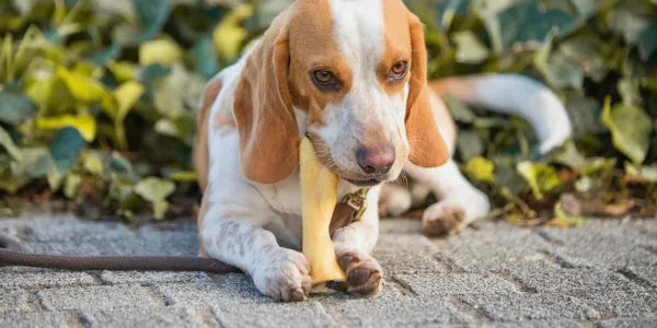 La mastication : un besoin essentiel pour le chien