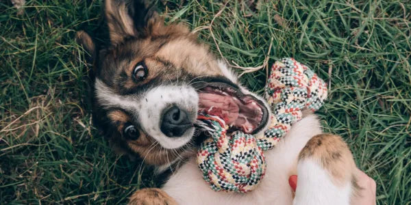 Prénom de chien en B pour 2026 : la sélection ultime pour choisir le nom parfait (et mémorable)