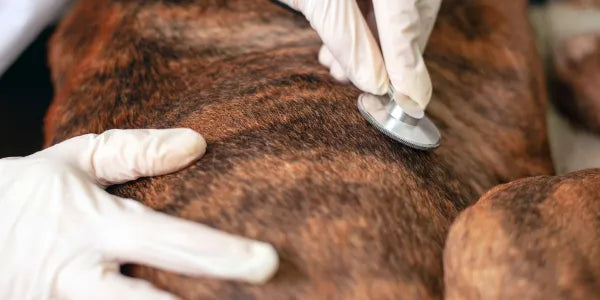 Retournement d’estomac chien : ce que tout propriétaire devrait savoir