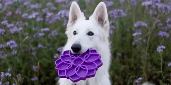 Gamelle anti-glouton permettant de ralentir la prise de nourriture du chien et de stimuler le chien en lui offrant une dépense mentale.