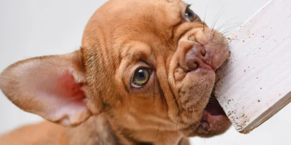Chiot qui mâchouille, mastique, mordille un morceau de bois