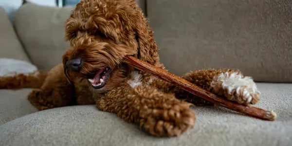 Mastiquer en toute sécurité : les règles qui évitent les accidents avec son chien Image