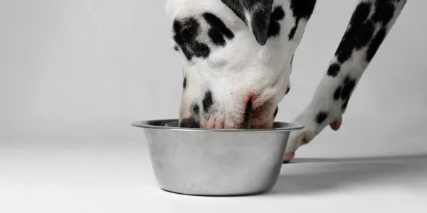 Quelle est la meilleure alimentation pour chien ?