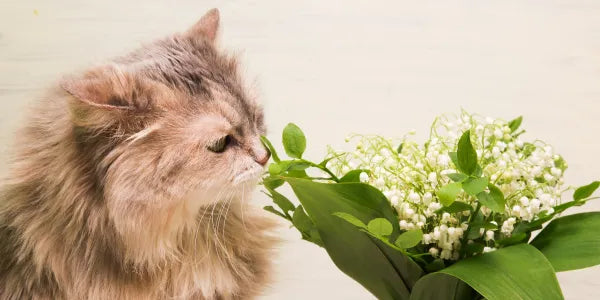 Le danger du muguet : un porte-bonheur toxique pour les animaux