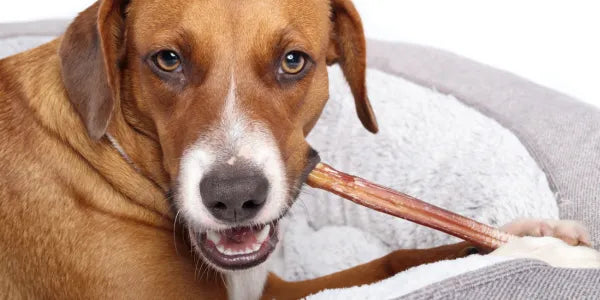Nerfs de boeuf : la friandise pour chien la plus connue