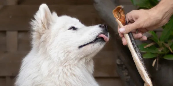 bienfaits saumon pour chiens