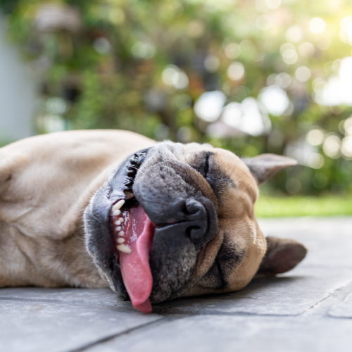 Canicule : attention aux dangers de la chaleur pour nos chiens 🌡️ !
