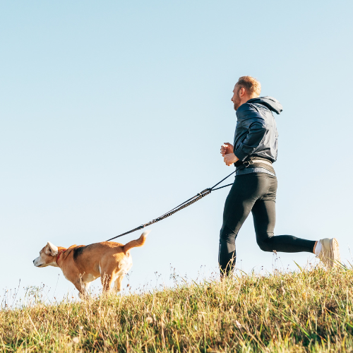 canicross comment commencer