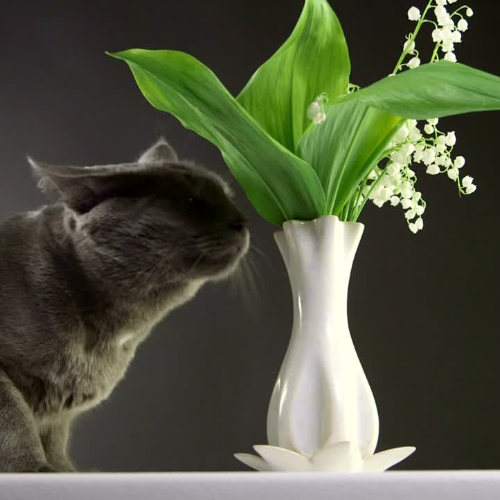 Le danger du muguet : un porte-bonheur toxique pour les animaux