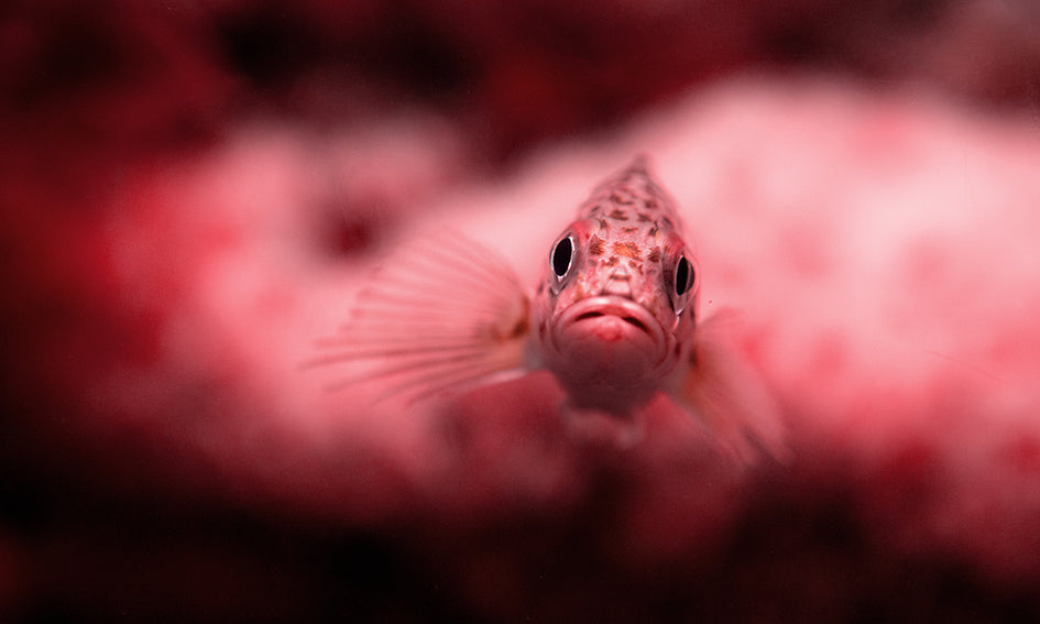 Les différents poissons dans l’alimentation du chien