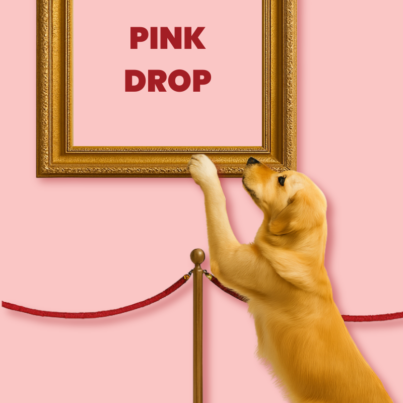 dalmatien content dans l herbe