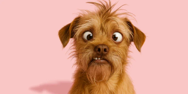 les disgracieux produits anti-gaspi pour chien et chats
