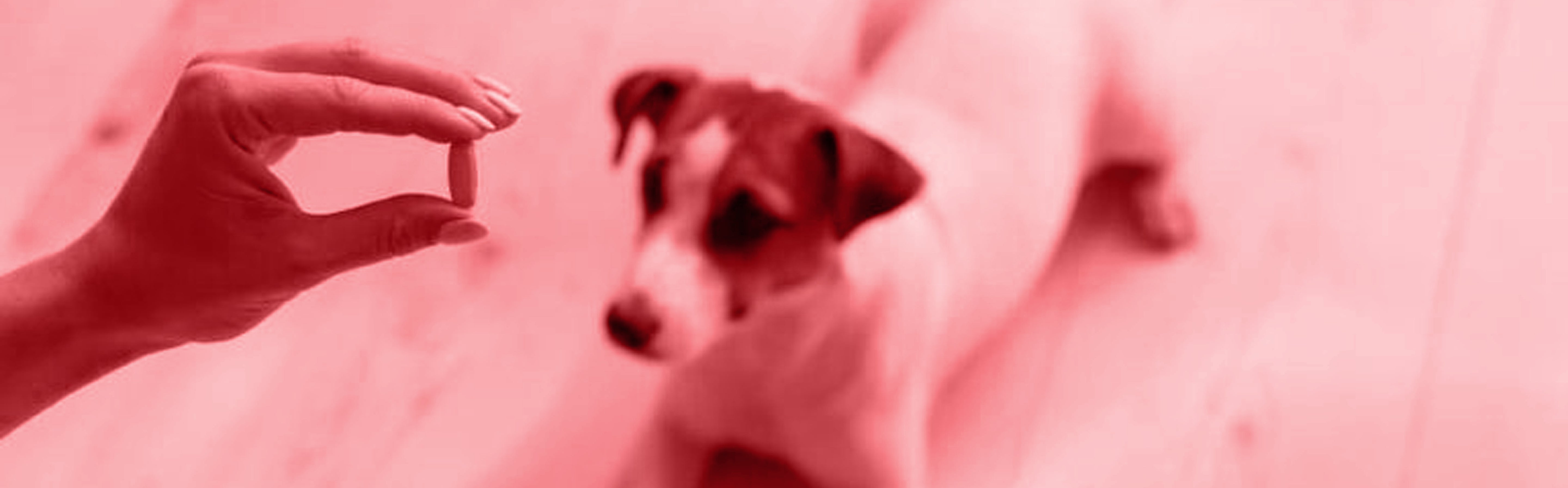compléments alimentaires pour chiens