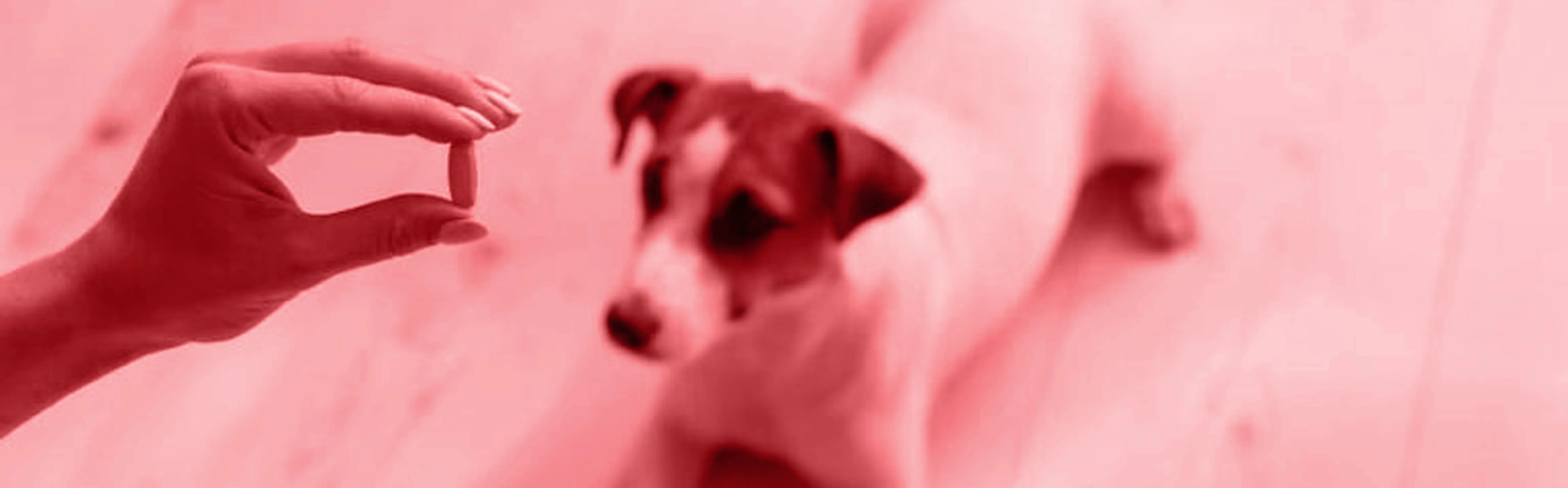 compléments alimentaires pour chiens