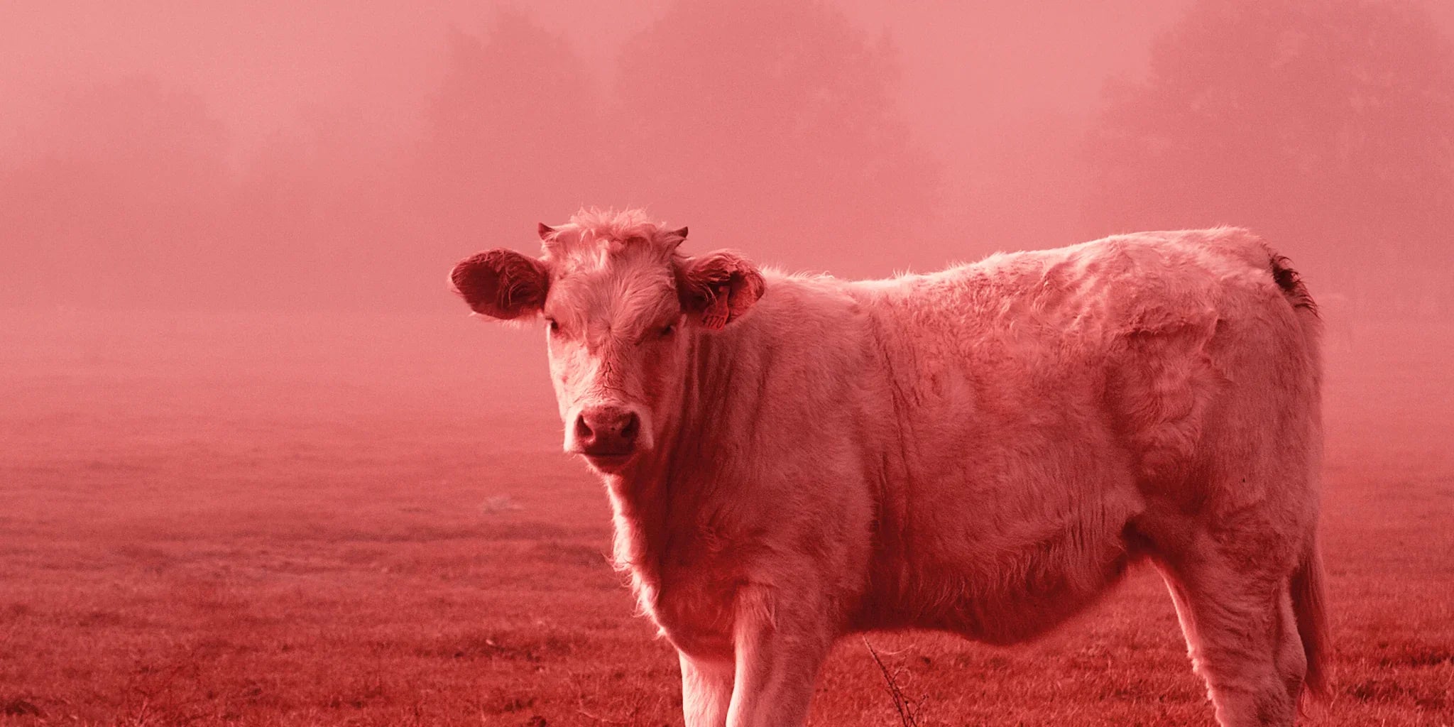 La Ferme