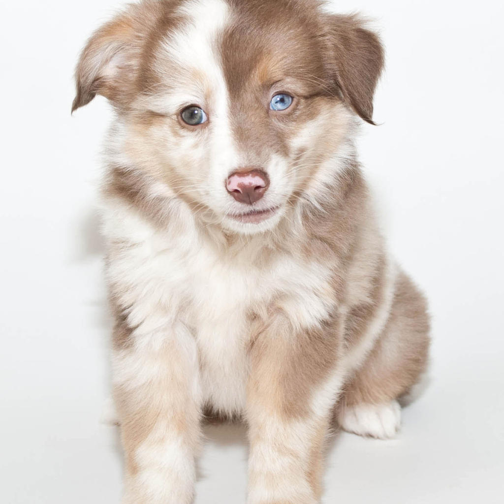 chiot berger australien