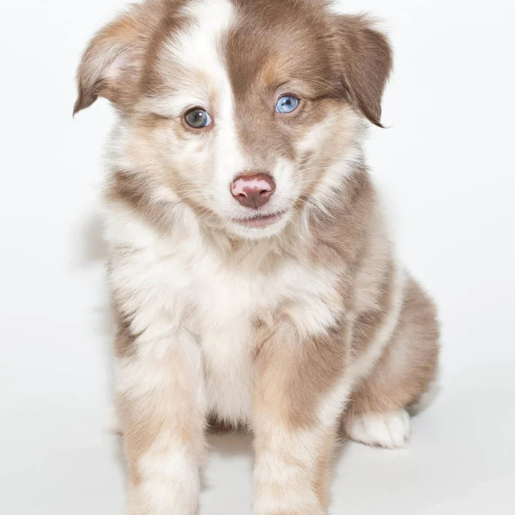 chiot berger australien