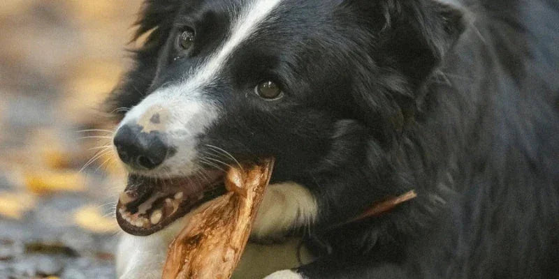 mastication gourmande pour chien