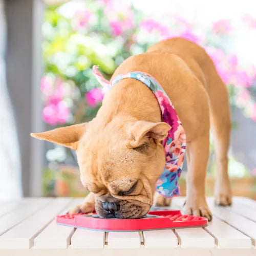 Tapis de léchage chien