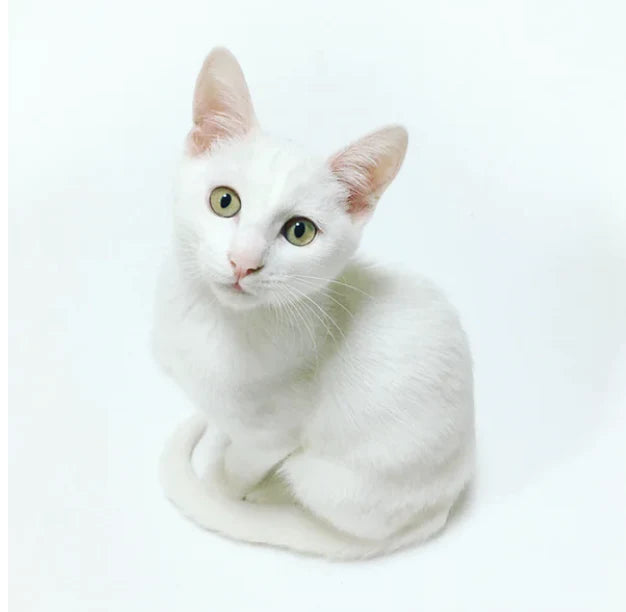 Mastication – Chats