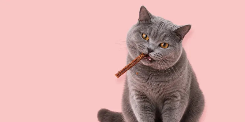 Mastication chat : un besoin naturel, une exigence d’expert Image