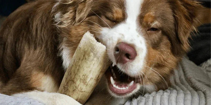 mastication chien longue duree