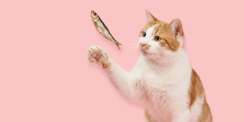 Friandises pour chat Image
